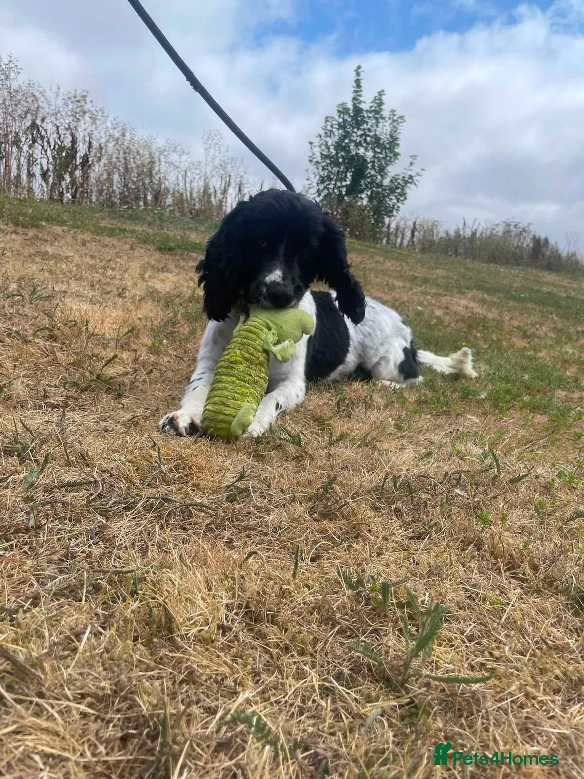English Springer Spaniel dogs SNOOPY looking for his forwever - Advert 3