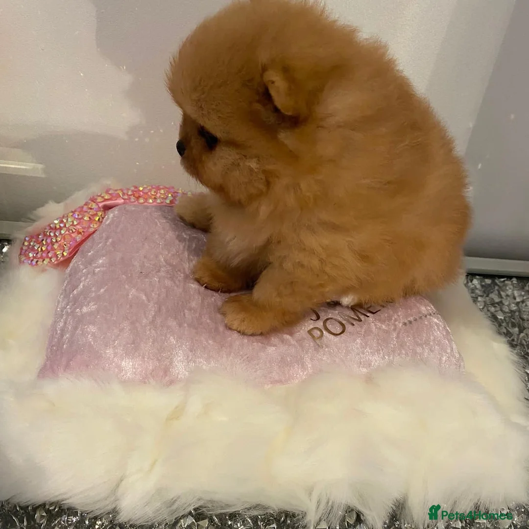 Pomeranian dogs for stud: STUNNING FENDI OPEN AT STUD 🏆CHAMPION SIRED🏆 in Grays - Advert 4