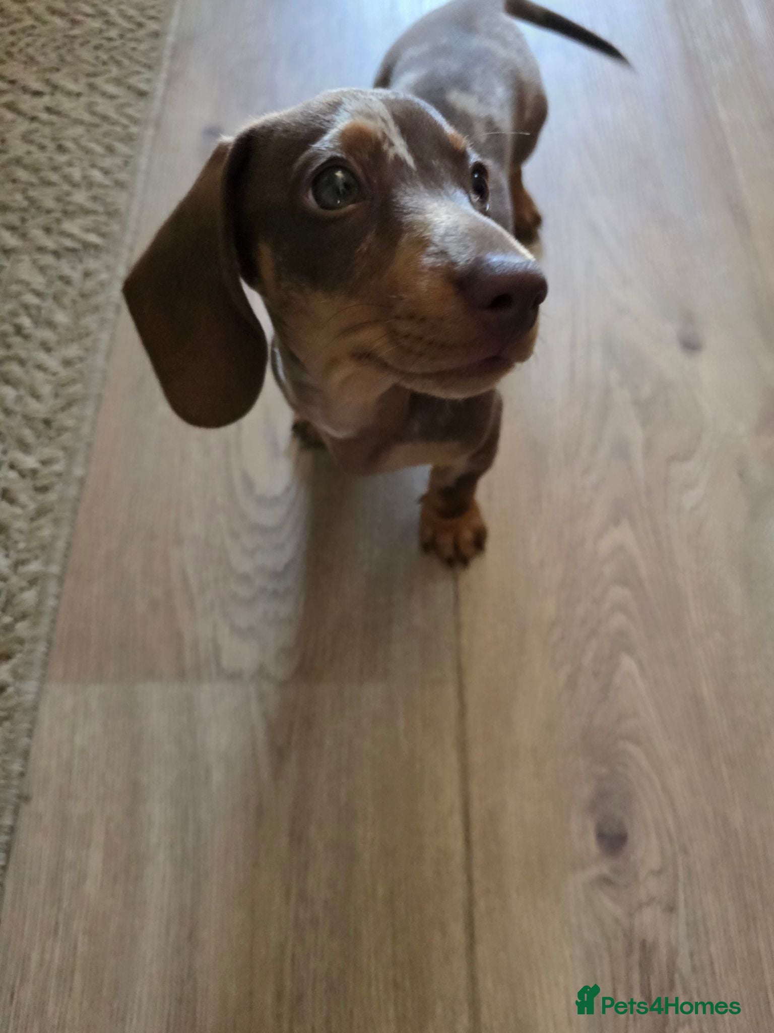 Dachshund dogs Mini Dachshund  - Advert 10