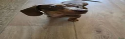 Dachshund dogs for sale: Mini Dachshund  in Lichfield - Advert 1