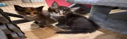 Maine Coon cats for sale: TICA registered Maine Coons - Advert 14