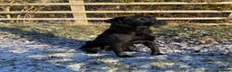 Labrador Retriever dogs for stud: Fully Health Tested Labrador for Stud in Haddington - Advert 10