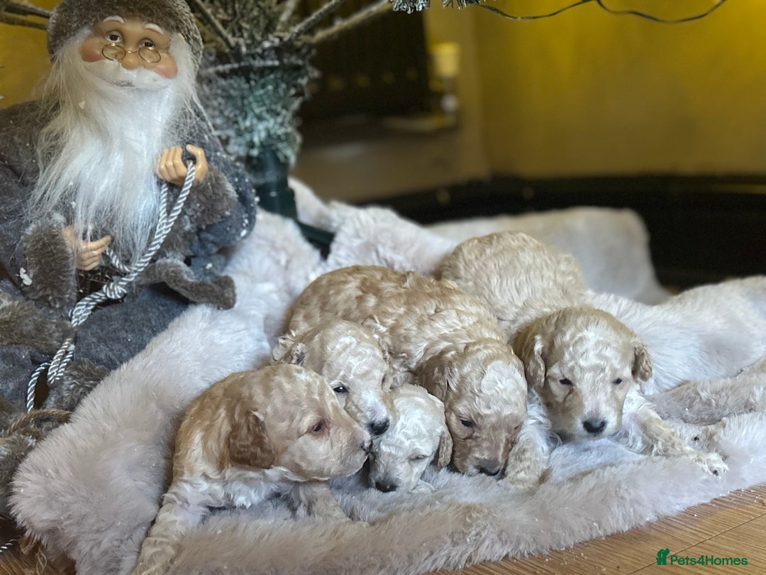 Miniature Poodle dogs for sale: Miniature poodles for sale  - Advert 11