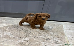 Cavapoo dogs for sale: Cavapoo pups  - Image 5