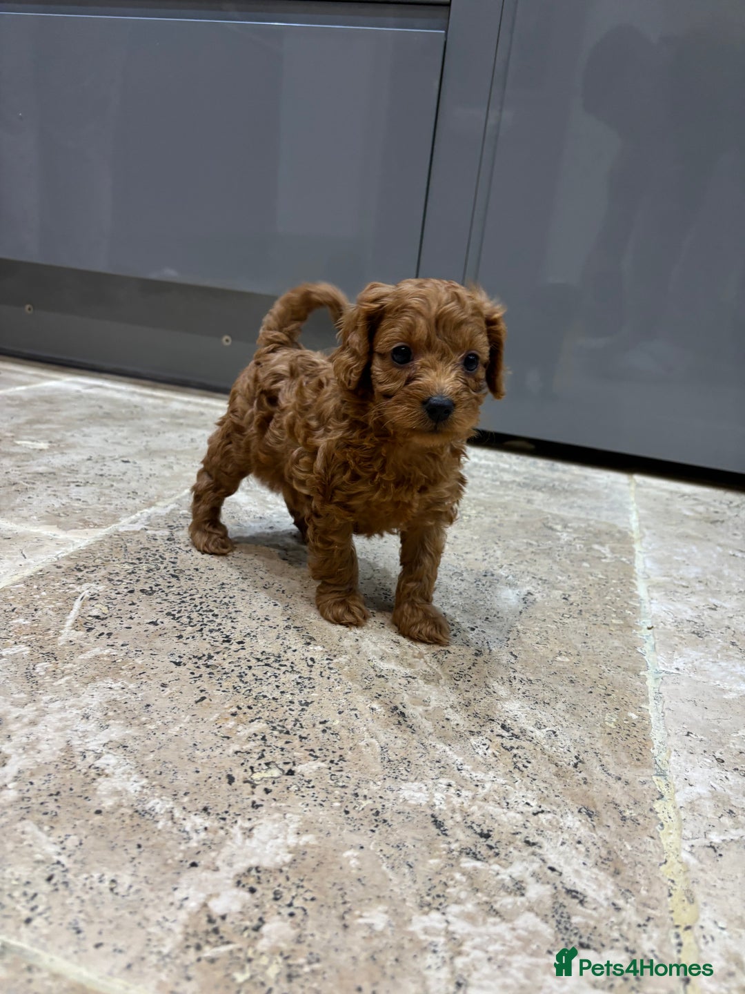 Cavapoo dogs for sale: Cavapoo pups  - Image 5