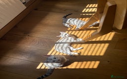 Bengal cats for sale: Beautiful Bengal kittens  in Cambridge - Image 4
