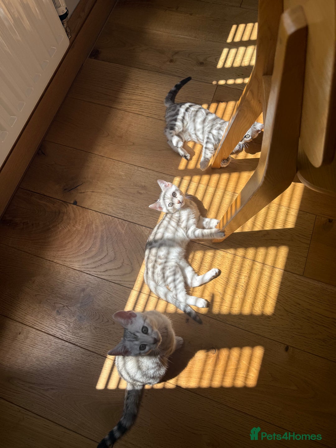 Bengal cats for sale: Beautiful Bengal kittens  in Cambridge - Image 4