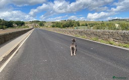 Shar Pei dogs for stud: Big boy Bleu in Sheffield - Image 18