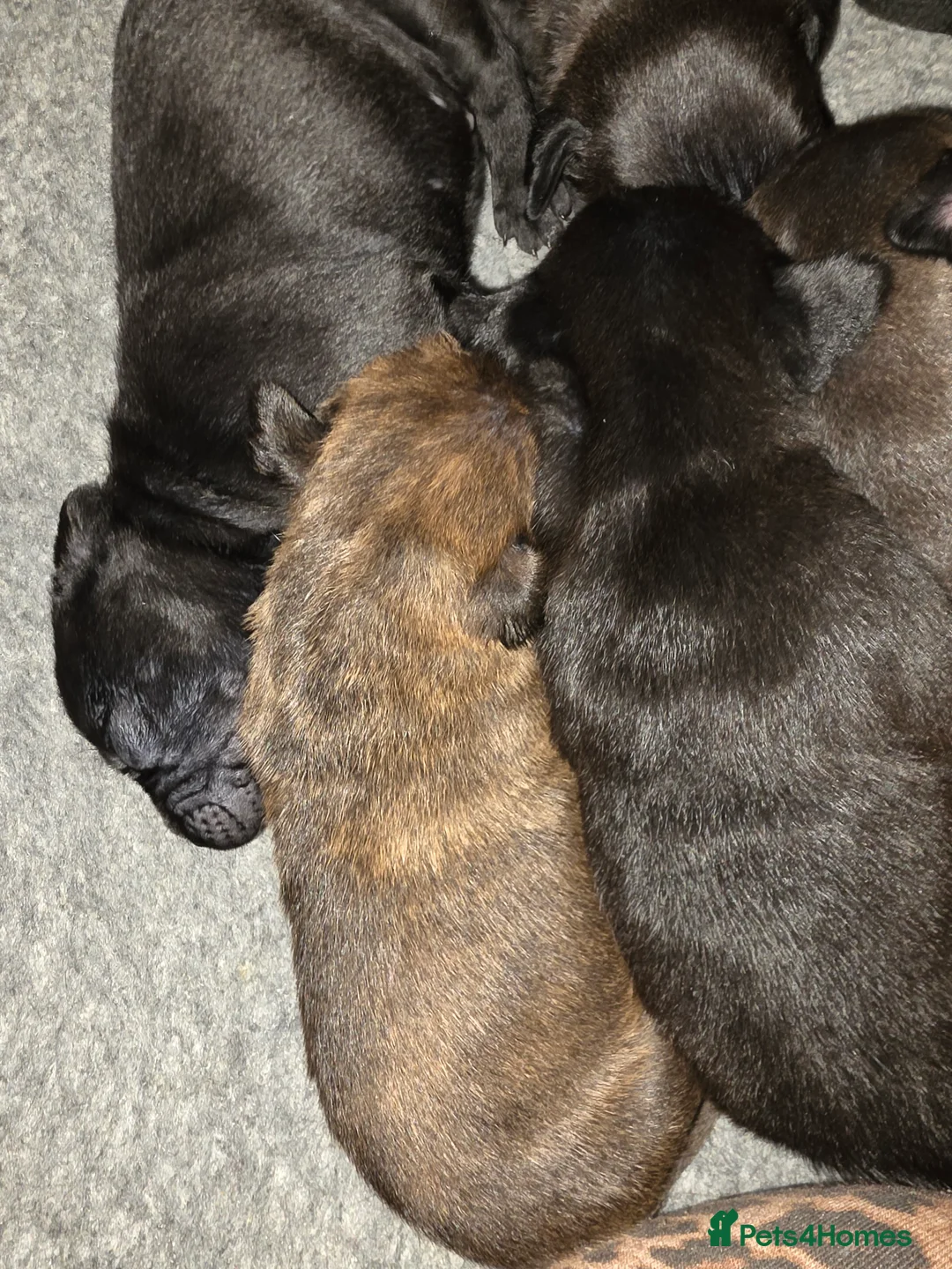 Mixed Breed dogs for sale: Staffy x cane corso in Blyth - Advert 2