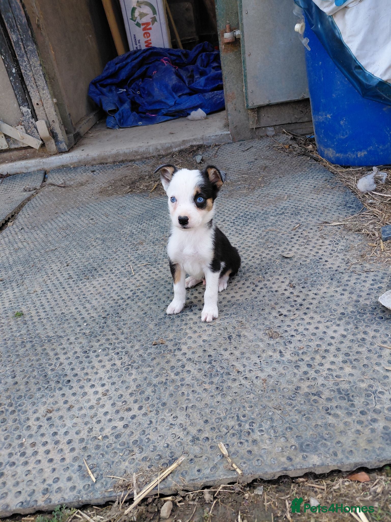 Border Collie dogs 1 gorgeous boy looking for there forever home - Advert 1