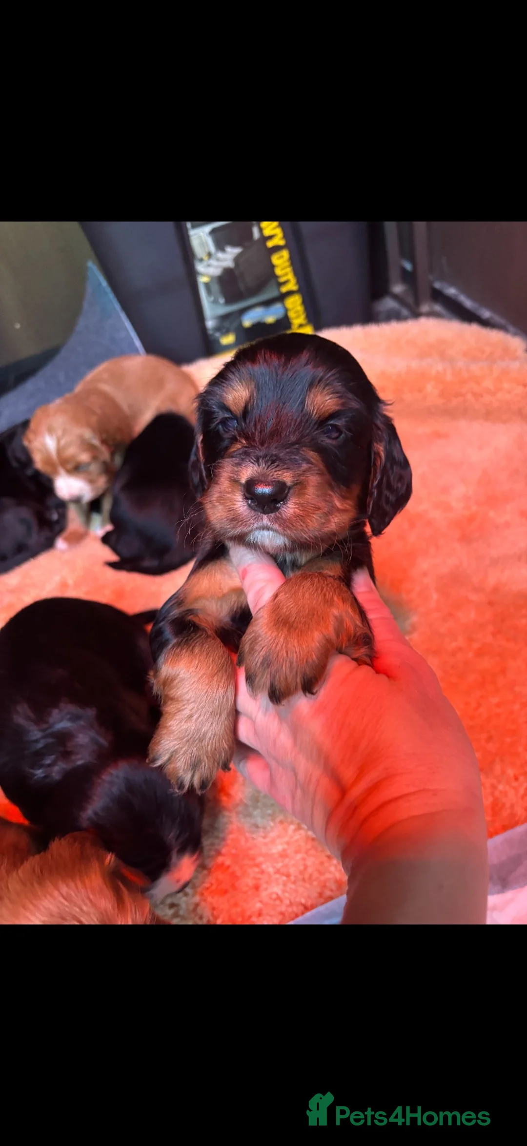 Cocker Spaniel dogs for sale: Cocker spaniel pups in Fordingbridge - Advert 2