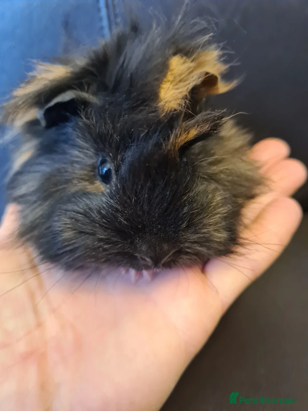 Guinea Pig rodents for sale: Beautiful fluffy baby sisters  - Advert 9