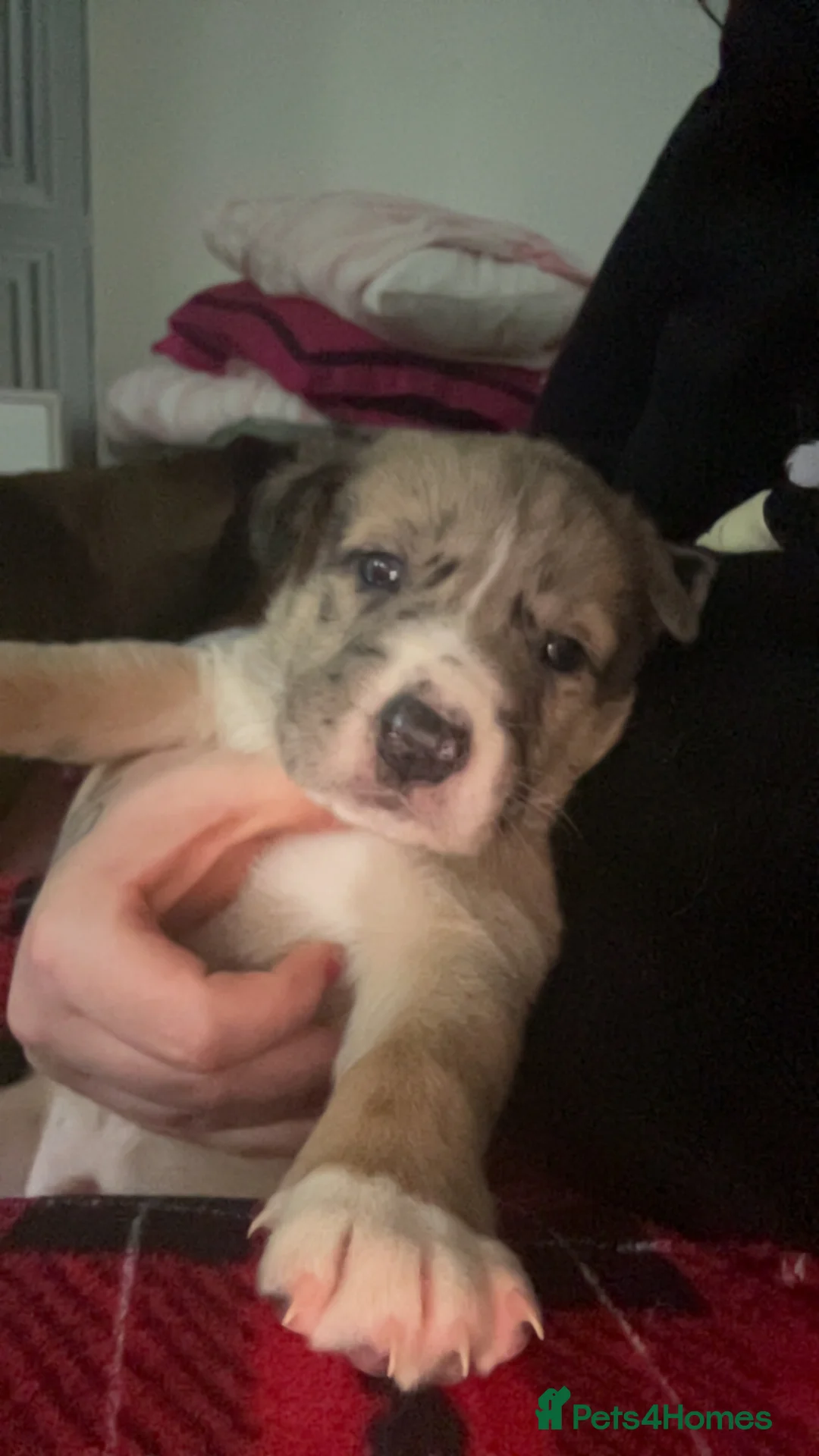 Mixed Breed dogs for sale: Catahoula leopard dog cross with Belgium Malinois  - Advert 8