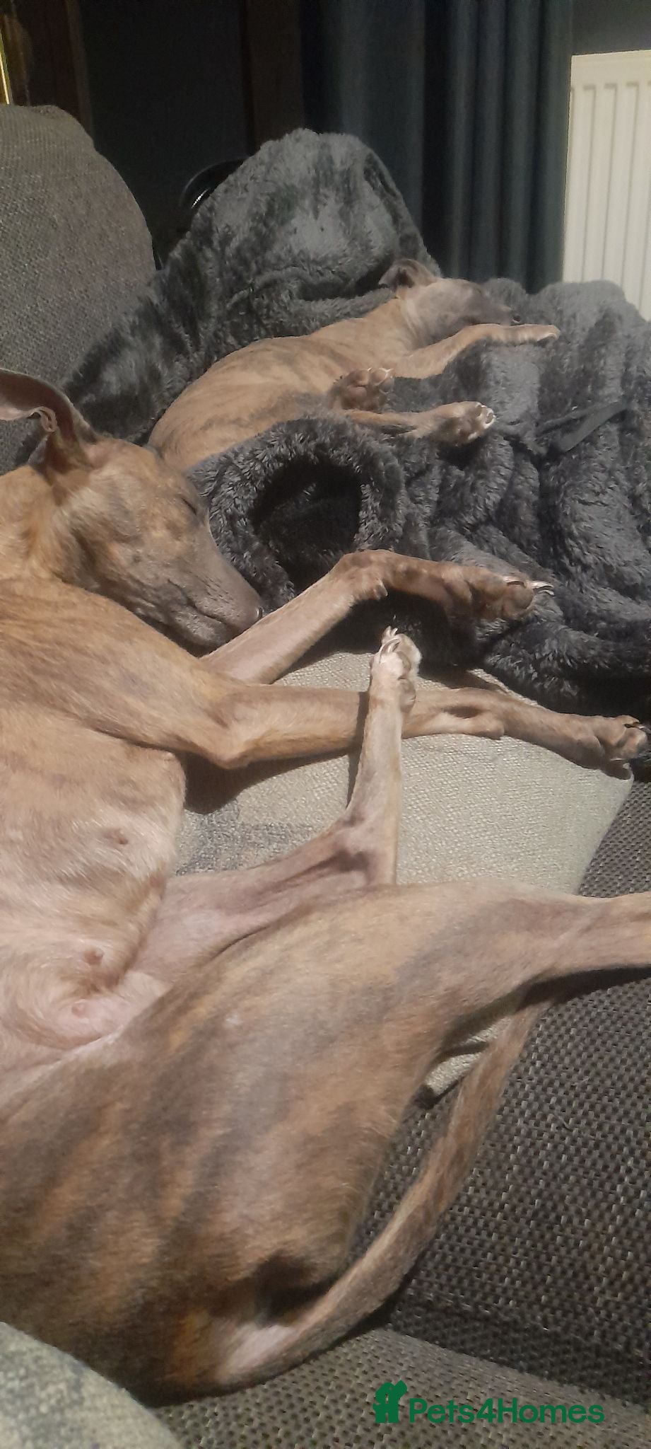 Whippet dogs Whippet  - Advert 1