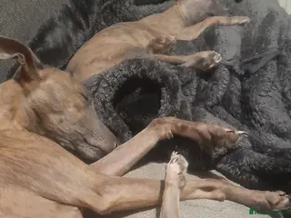 Whippet dogs Whippet - Advert 1