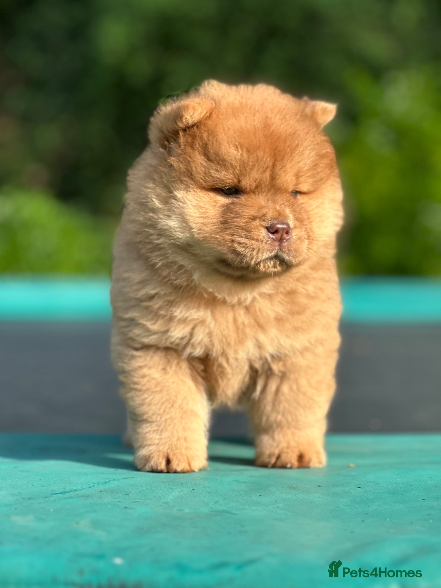 Chow Chow dogs LITTLE STUNNERS - Advert 1