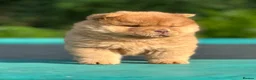 Chow Chow dogs for sale: Beautiful Babies nearly ready to leave - Advert 7