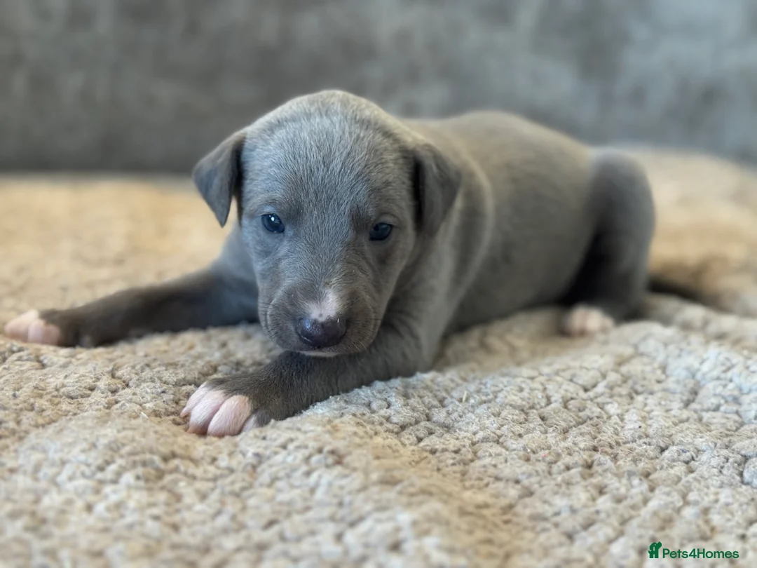 Whippet dogs for sale: KC REGISTERED BLUE SHOW TYPE WHIPPETS - Advert 26
