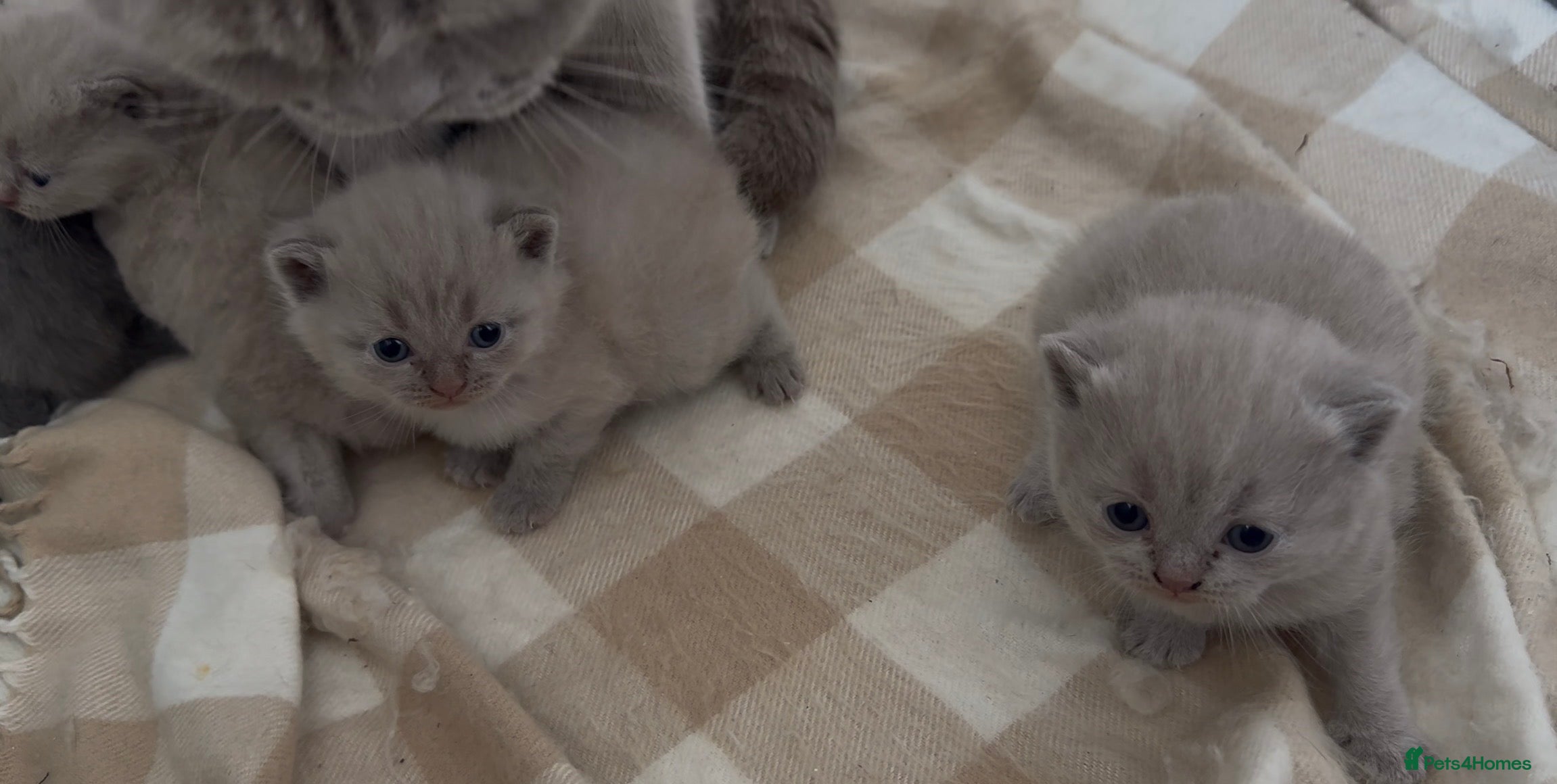 Scottish Fold cats Beautiful scottishfold/Scottish straight kittens🥰 - Advert 1
