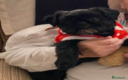 Shih Tzu dogs for stud: Shih Tzu Stud - Image 2