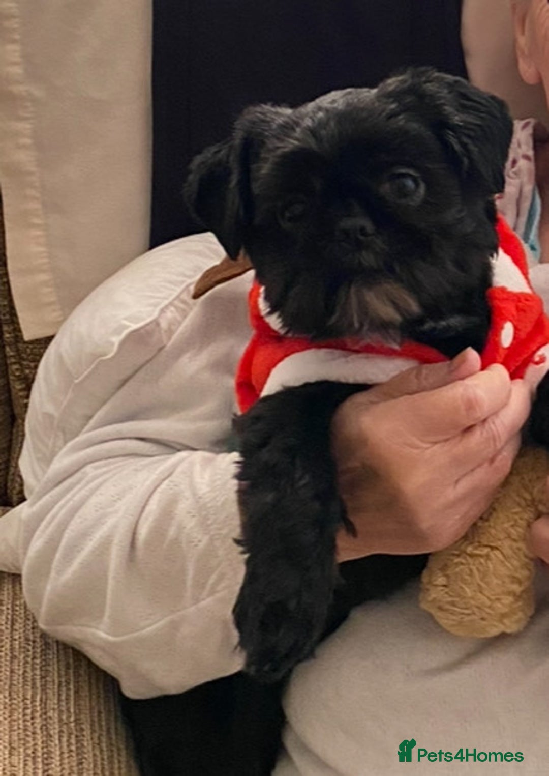 Shih Tzu dogs for stud: Shih Tzu Stud - Image 2