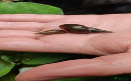 Snails invertebrates for sale: Pond Snails - Image 1