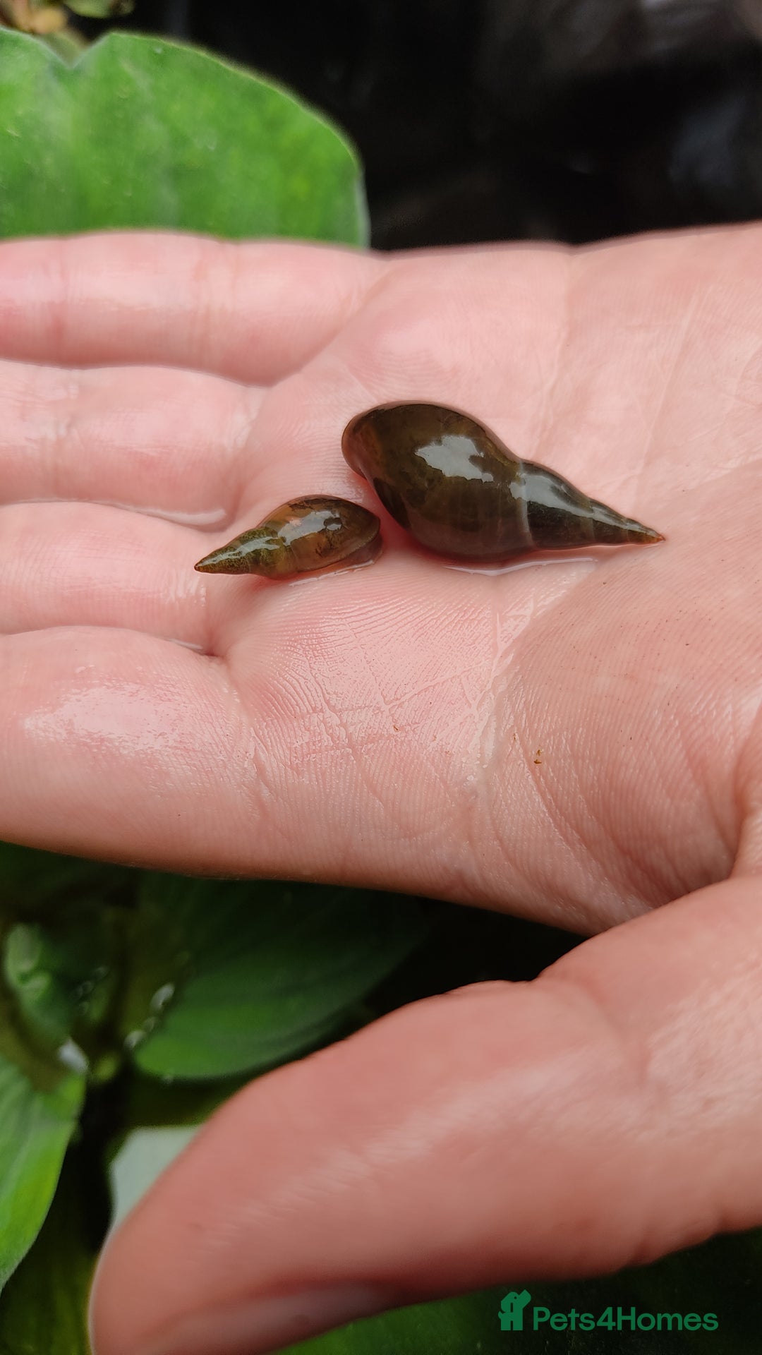 Snails invertebrates for sale: Pond Snails - Image 1
