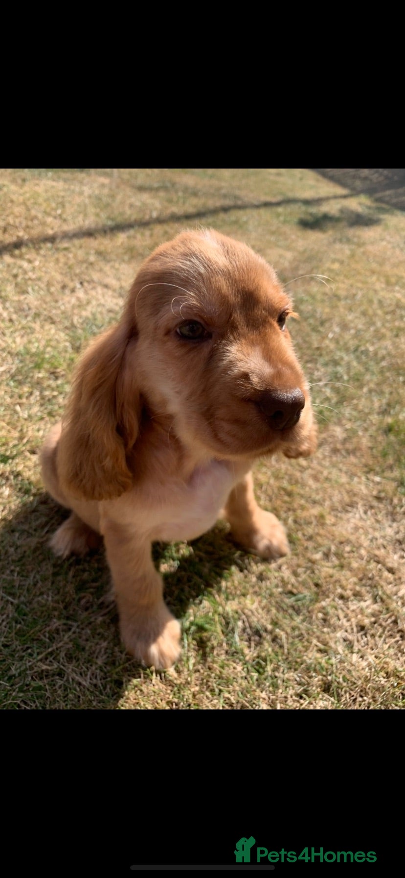 Cocker Spaniel dogs Show type cocker spaniel puppy’s  - Advert 2