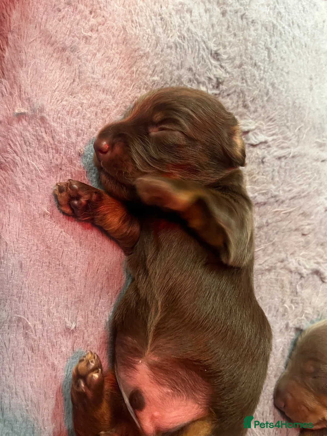 Miniature Dachshund dogs for sale: 🐶 beautiful minature dachshunds 🐶  - Advert 15