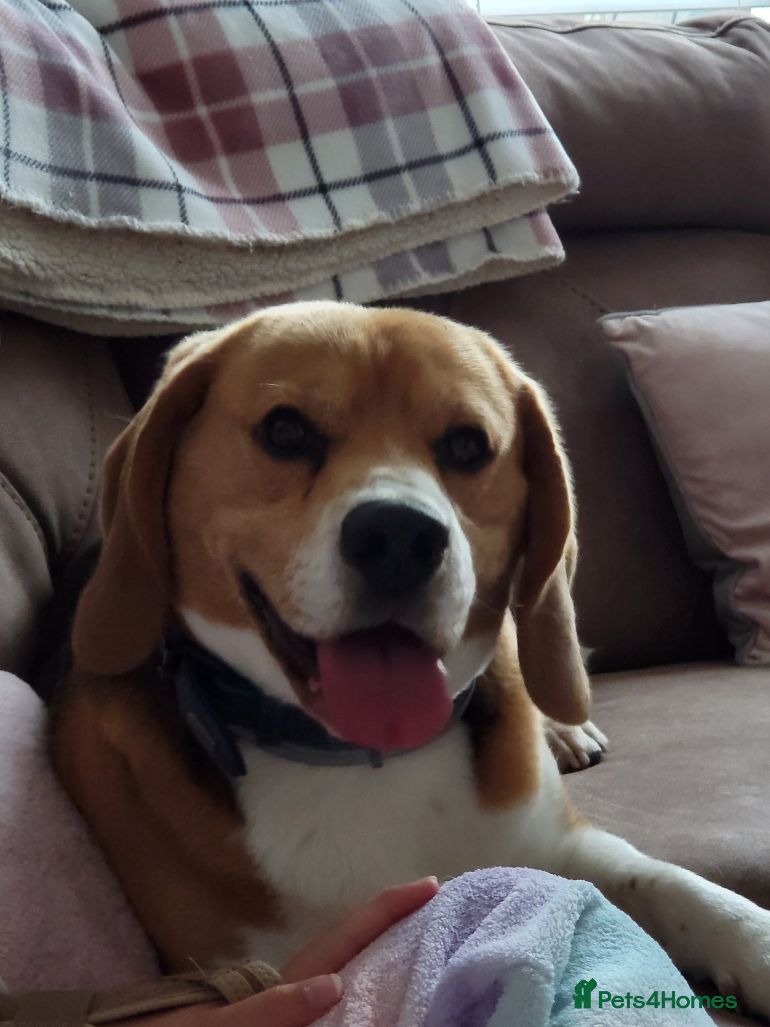 Beagle dogs KC Registered intact Male Beagle  - Advert 1