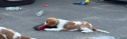 Cavalier King Charles Spaniel dogs for sale: Cavalier King Charles Spaniel Puppies  - Advert 4