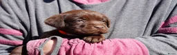 Labrador Retriever dogs for sale: Chocolate Labrador puppies Kc reg health tested - Advert 18