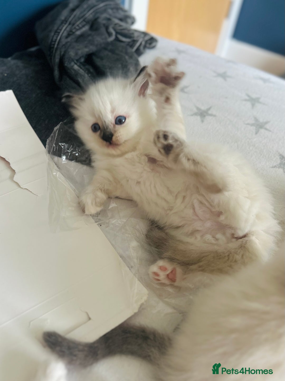 Ragdoll cats for sale: Stunning Rainbow of Ragdoll Kittens - Image 12