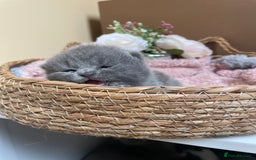 British Shorthair cats for sale: Champion Bloodline British Shorthair Kittens  - Image 4