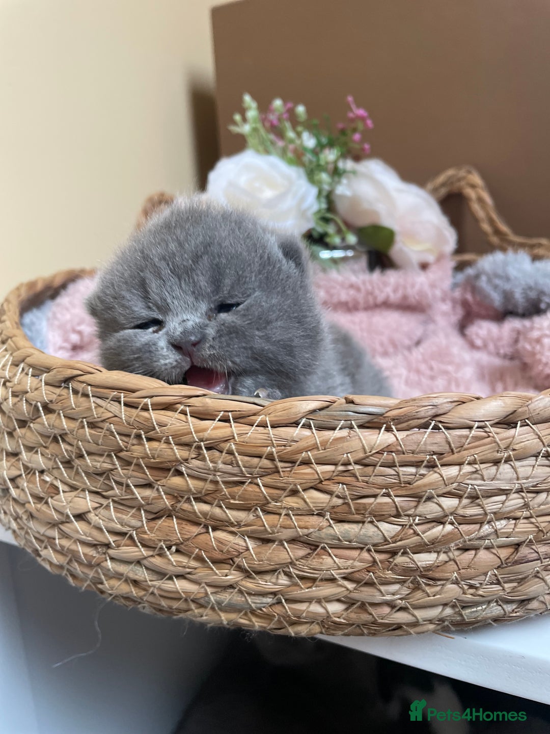 British Shorthair cats for sale: Champion Bloodline British Shorthair Kittens  - Image 4