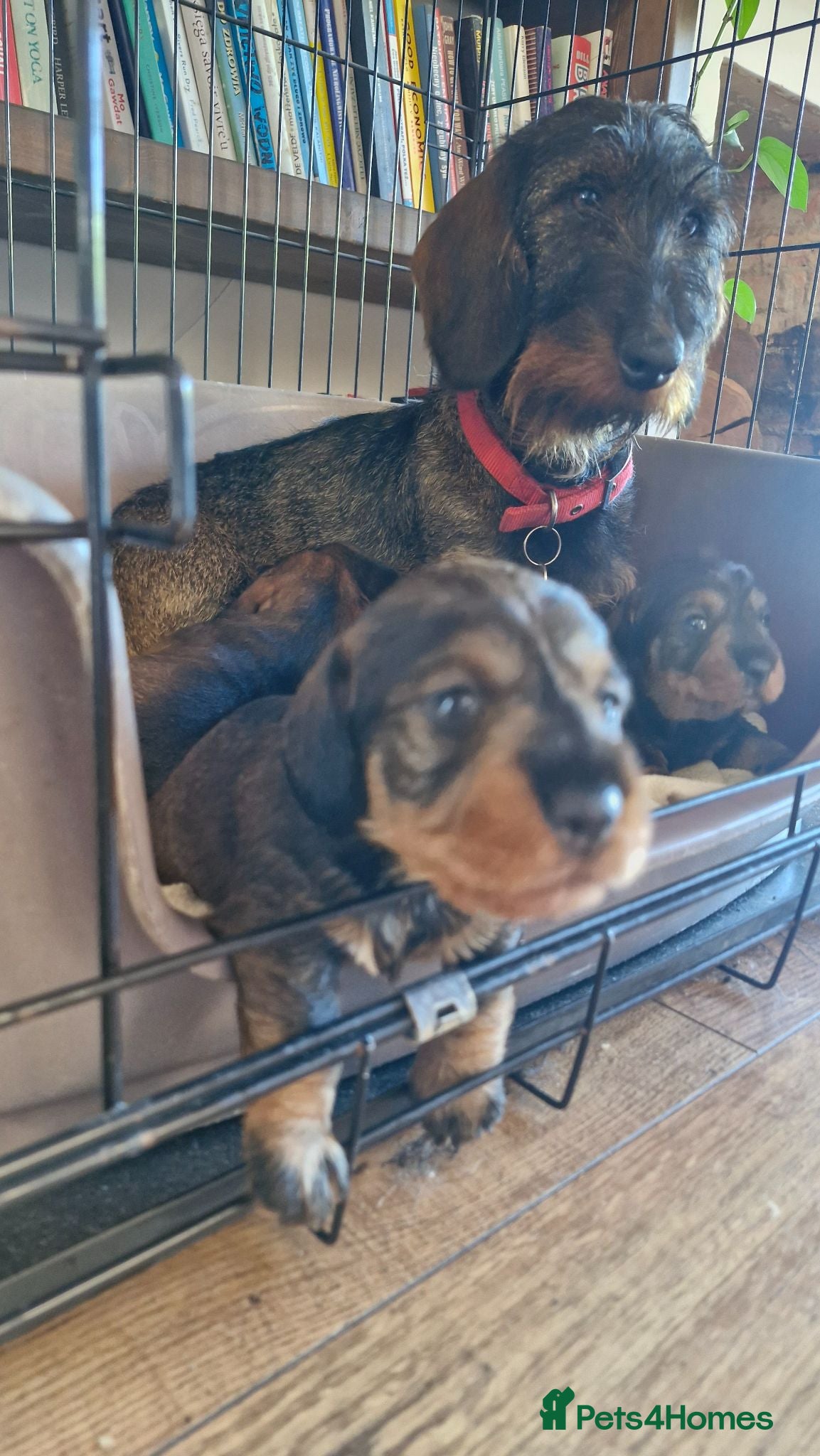 Dachshund dogs Standard Wirehaired Dachshund pups - Advert 2