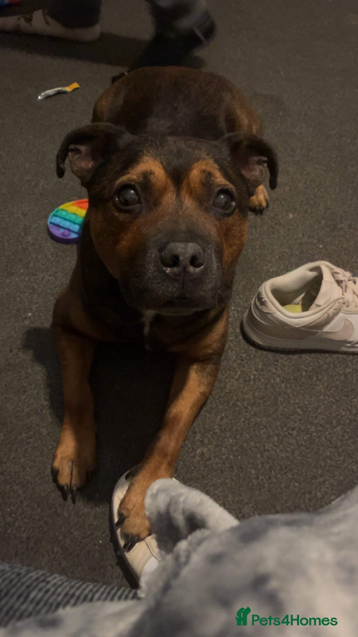Staffordshire Bull Terrier dogs Staffie 7years of age looking for new family  - Advert 1