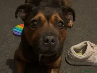 Staffordshire Bull Terrier dogs Staffie 7years of age looking for new family - Advert 1