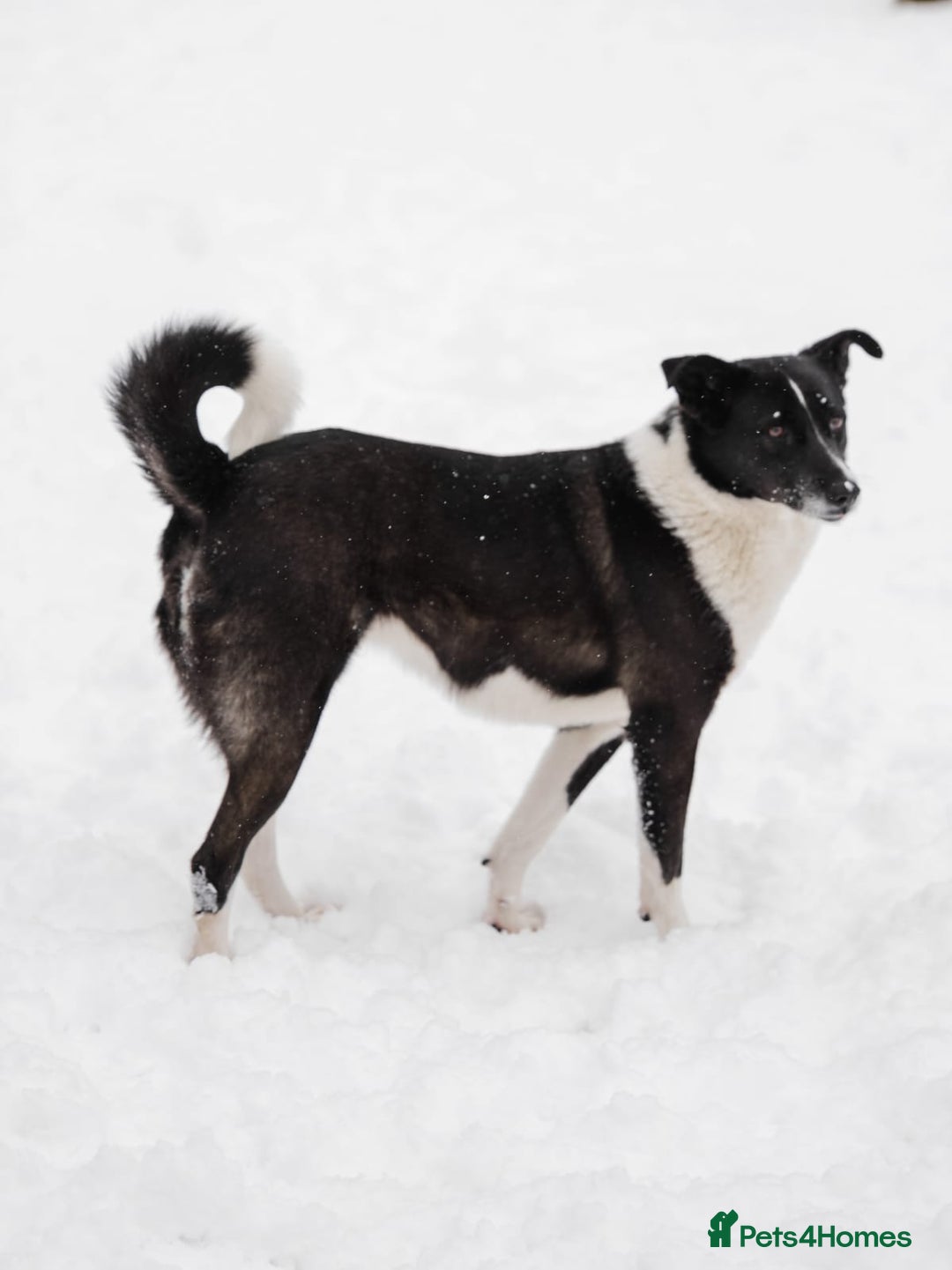 Mixed Breed dogs for adoption: ❤️Zoria❤️- medium-sized 2-year-old sunny girl  - Advert 14