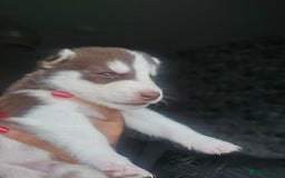 Siberian Husky dogs for sale: Gorgeous Litter of Husky Puppies - Image 22