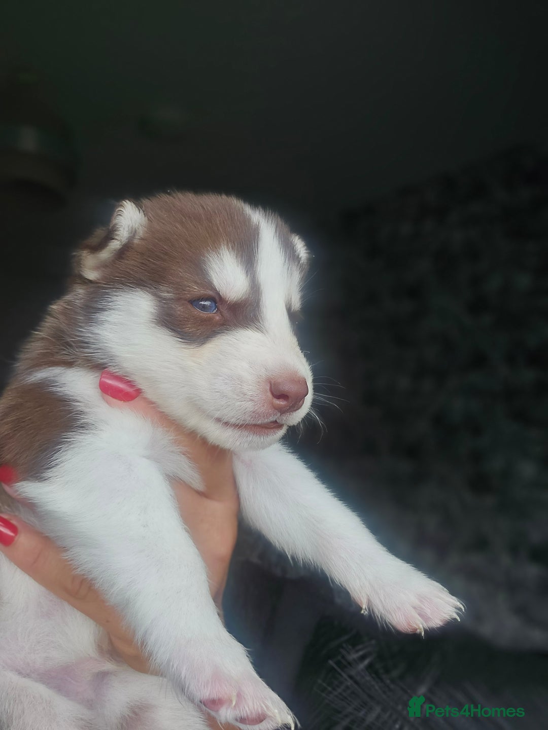 Siberian Husky dogs for sale: Gorgeous Litter of Husky Puppies - Image 22