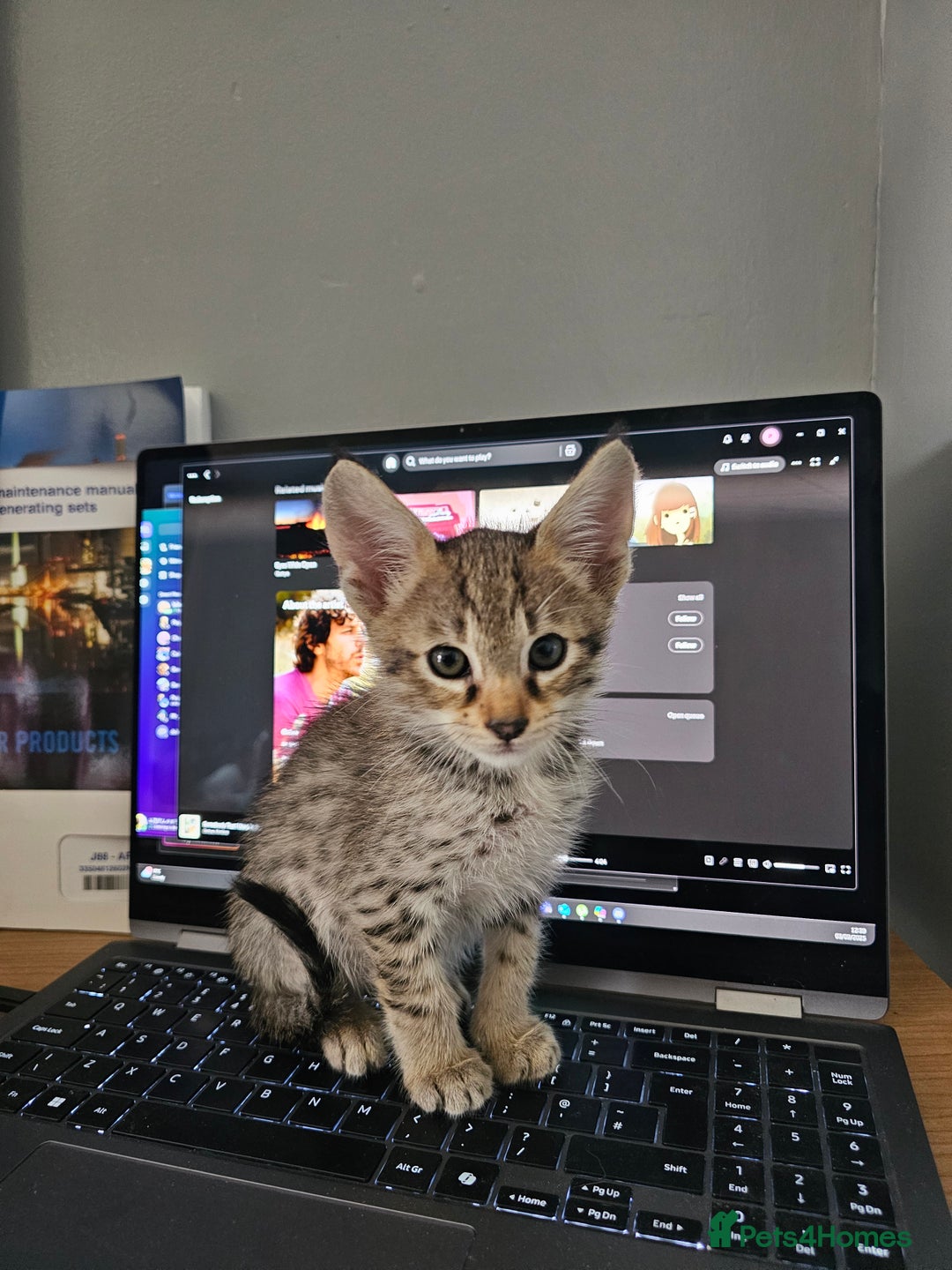 Savannah cats for sale: F4 Savannah Kittens 3x Brown Spotted 2x Melanistic - Image 1