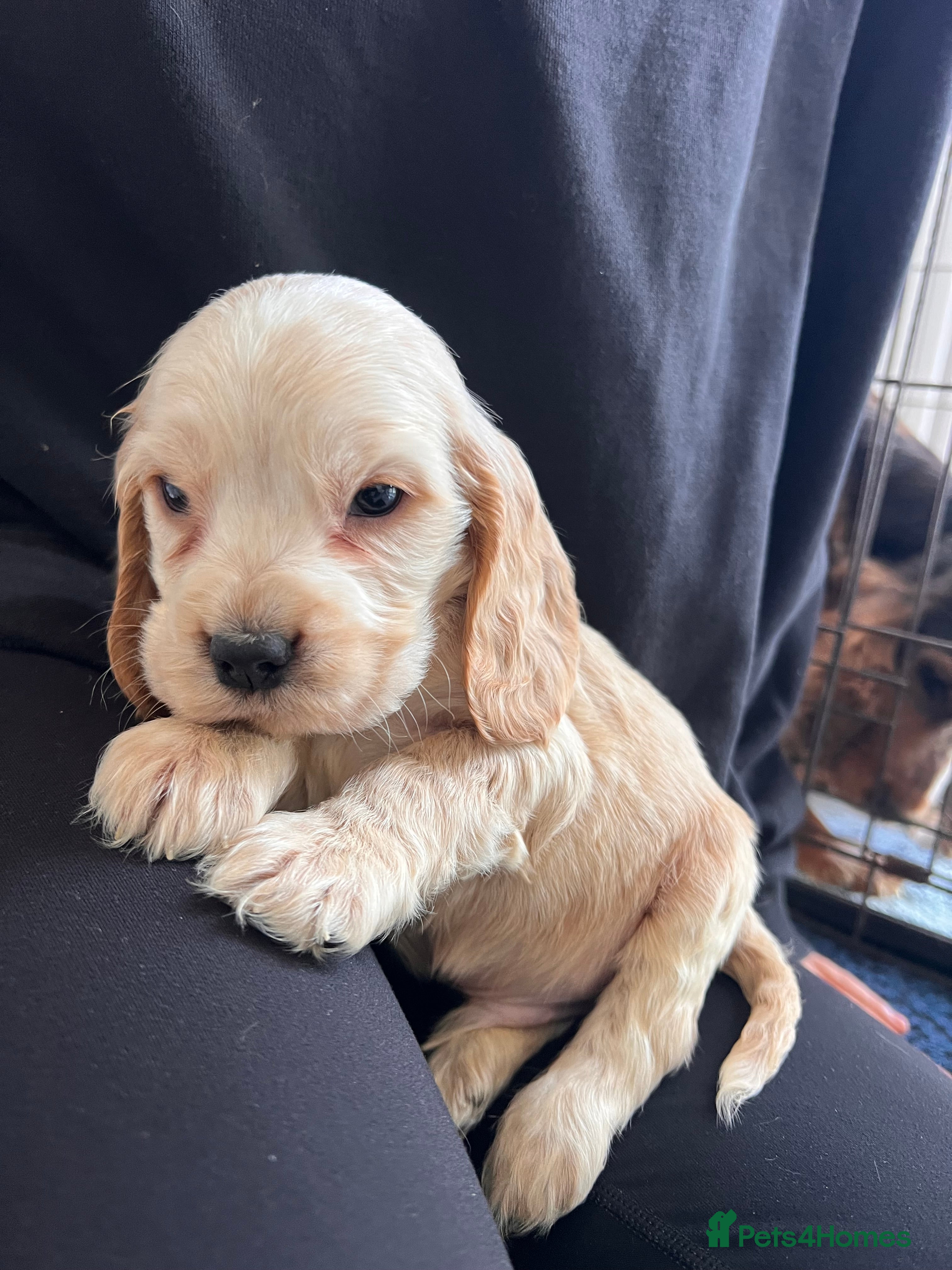 Cocker Spaniel dogs 1 gold boy Available Show type cocker spaniel  - Advert 2