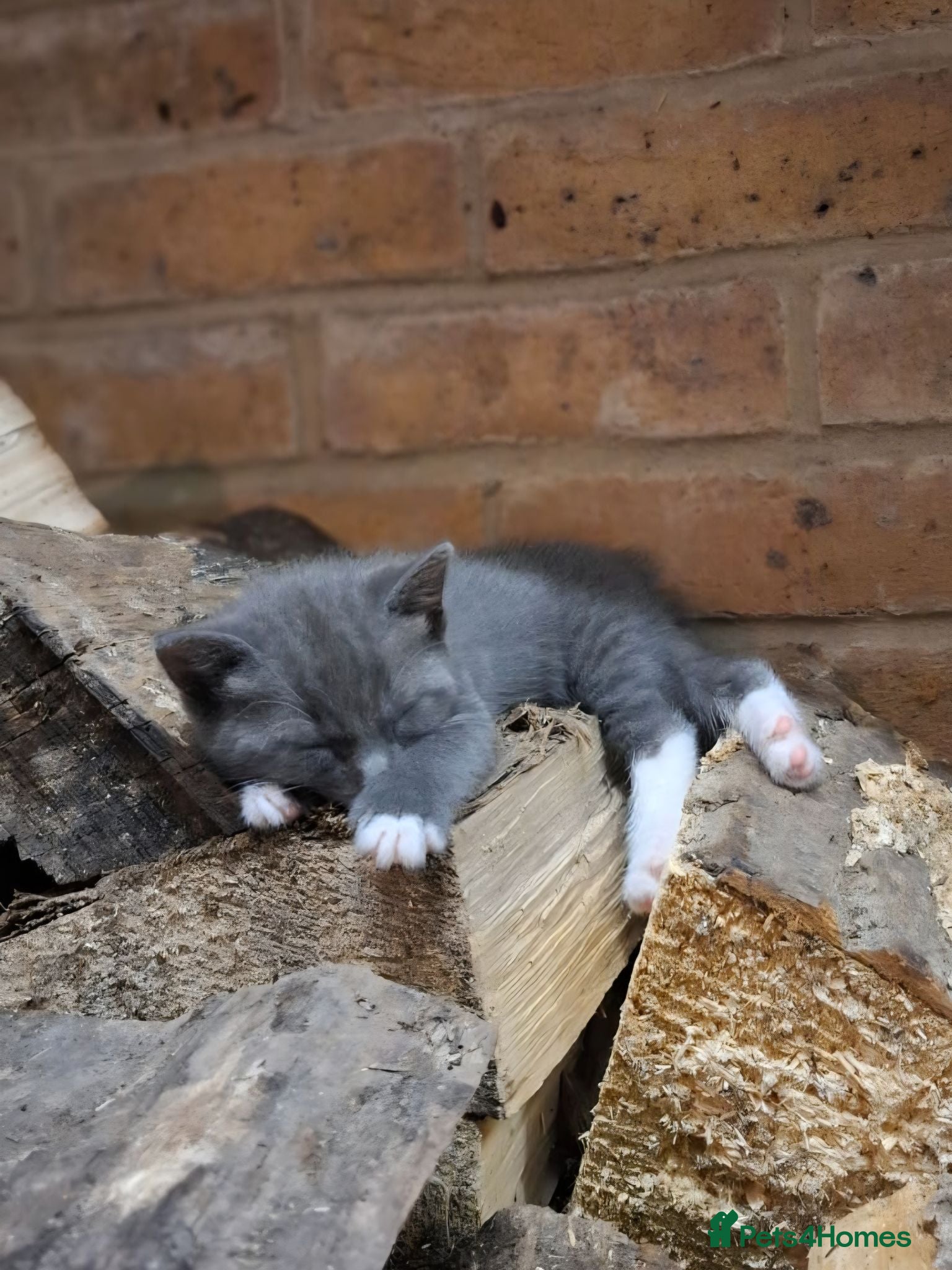 Mixed Breed cats 2 Gorgeous Grey Friendly Kittens Ready Now - Advert 11