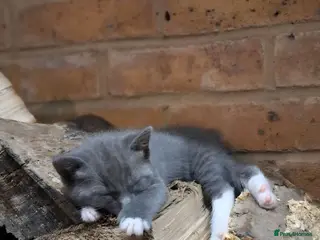 Mixed Breed cats 2 Gorgeous Grey Friendly Kittens Ready Now - Advert 4