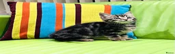 Mixed Breed cats for sale: Kittens for sale ,mixed breed, wonderful behaviour - Advert 22