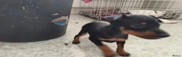 English Toy Terrier dogs for sale: Baby ett puppies for sale  - Advert 8