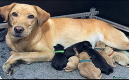 Labrador Retriever dogs for sale: Kennel Club Registered Labrador puppies  - Image 3