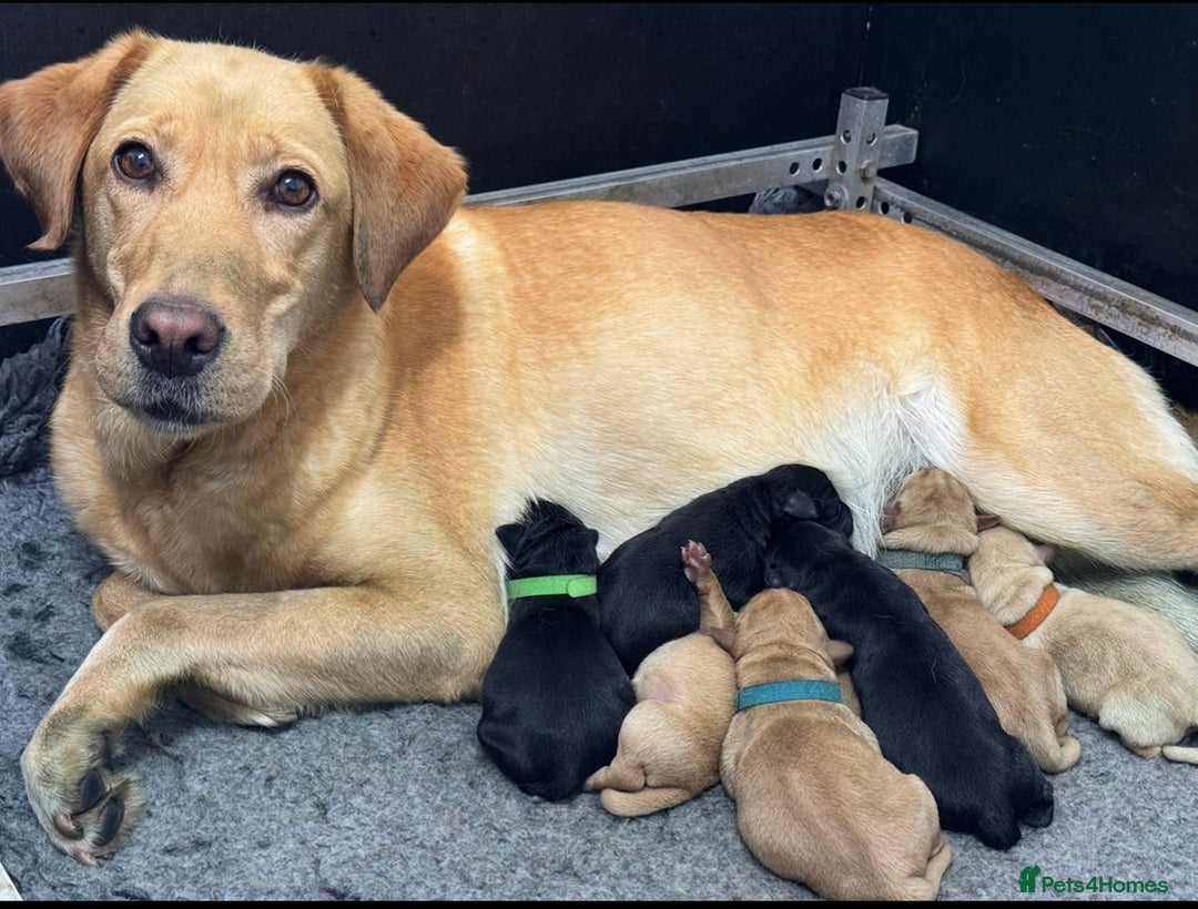 Labrador Retriever dogs for sale: Kennel Club Registered Labrador puppies  - Image 3