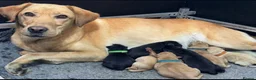 Labrador Retriever dogs for sale: Kennel Club Registered Labrador puppies  - Advert 12